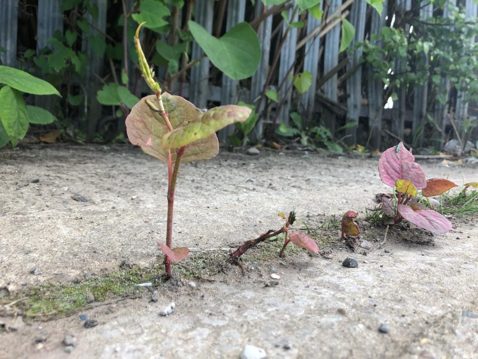 Japanese Knotweed Removal Japanese Knotweed Quotes   1 1536x1152 